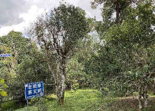 探寻十年古茶树普洱的珍稀魅力