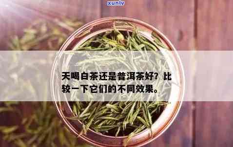 冬喝白茶还是普洱茶好：效益对比分析