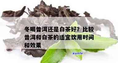 冬喝白茶还是普洱茶好：效益对比分析