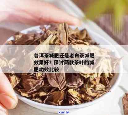 冬喝白茶还是普洱茶好：效益对比分析