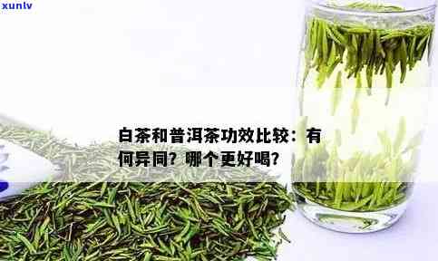 冬喝白茶还是普洱茶好：效益对比分析