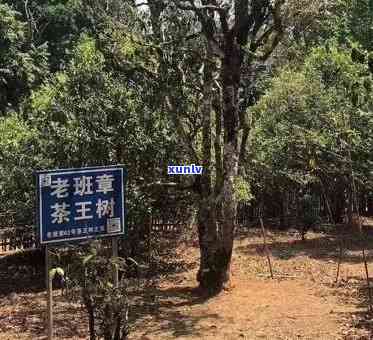 探寻勐海易武正山茶厂：老班章茶的传奇之源