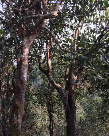 最值得收藏的十大普洱山头茶：、品种、价格排行与特点