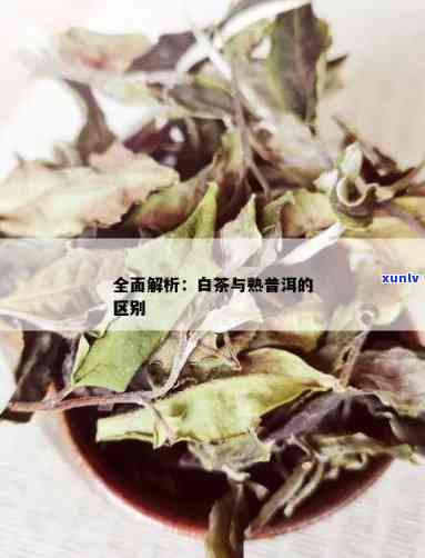 揭秘白茶与熟普洱茶：两款茶叶的不同特点与鉴别 *** 