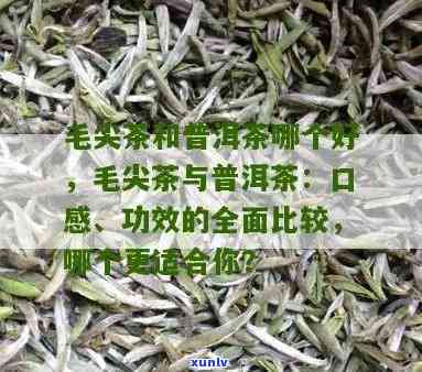 普洱和毛尖哪个排功效好：口感对比与选择指南