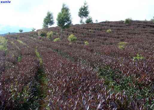 普洱紫娟茶大概价位-普洱紫娟茶大概价位多少