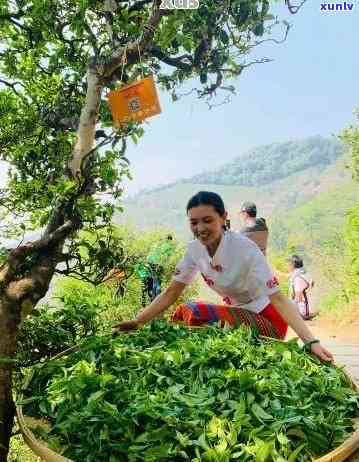 探寻云南省普洱市思普古茶厂：传承千年古法，品味普洱茶香