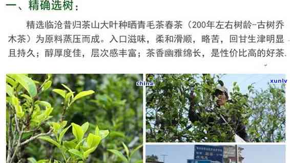 昔归古树普洱生茶2019年价格：特点与熟茶行情对比