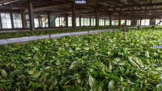 探索老曼峨班章茶厂：品味历的醇香与傣族文化的传承