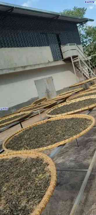 探索老曼峨班章茶厂：品味历的醇香与傣族文化的传承