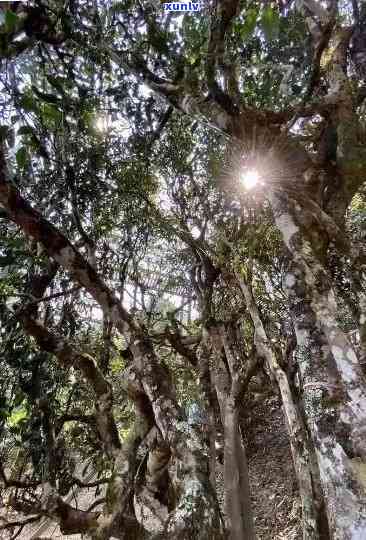 探寻冰岛生普洱茶的神秘之源：千年古树与自然之韵