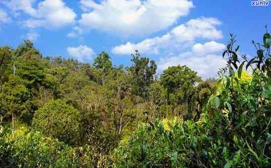 云南老班章茶产地在哪里？古树茶价格与风景区信息一览