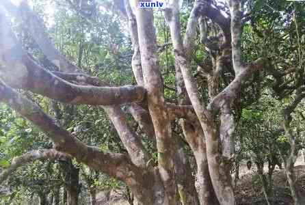 云南老班章茶产地在哪里？古树茶价格与风景区信息一览