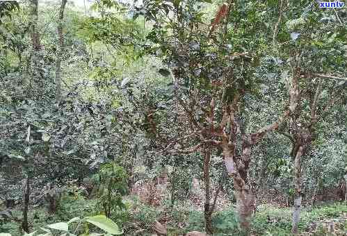 评估普洱茶树300年树龄的市场价值