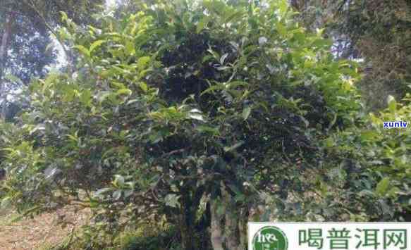 评估普洱茶树300年树龄的市场价值