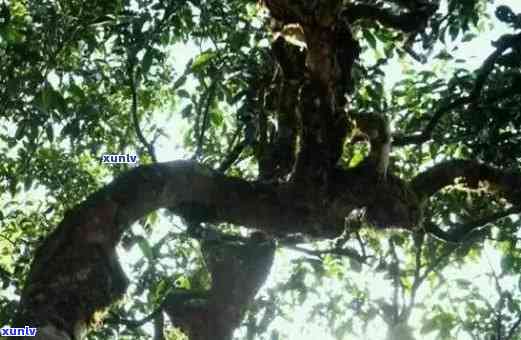 竹子古树普洱茶特点：熟茶风味解析