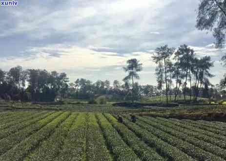 普洱茶多少钱一个？饼茶与斤价对比，千年茶价揭秘