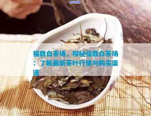 福鼎白茶市场价格解析：品质与产地的秘密