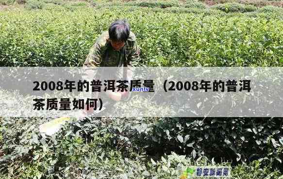 探究普洱茶2008年份的品质特点与收藏价值