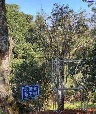 探寻中国更大普洱茶产区：老班章村广达XX平方公里的绿色秘境