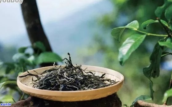 老树生普：探寻古树茶的独特功效与养生之道