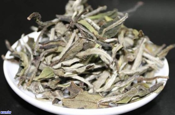 生普与白茶哪个药用价值更高：比较生普与白茶的寒凉特性