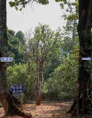 探寻老班章古茶山的千年茶韵