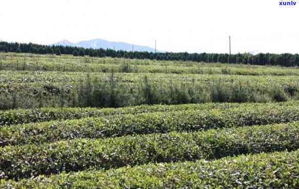 普洱春茶与秋茶的价格比例探析