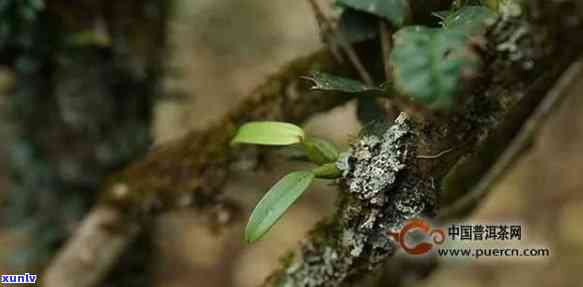 革登普洱茶好不好：云南革登山古茶特点解析