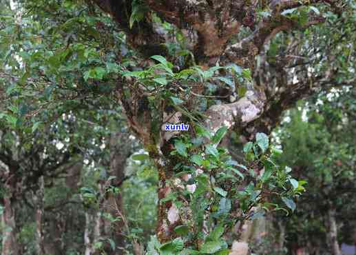 探索革登普洱茶的独特口感特点