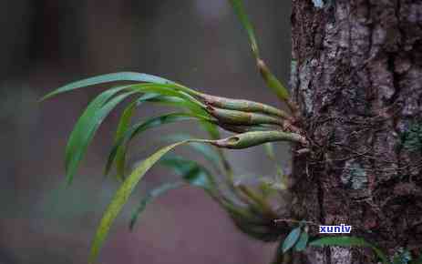 探究谷普洱茶价格差异：品质与市场因素分析