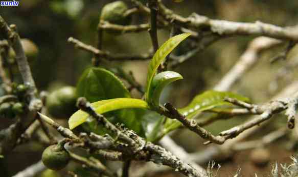 老曼峨普洱茶：口感特点解析