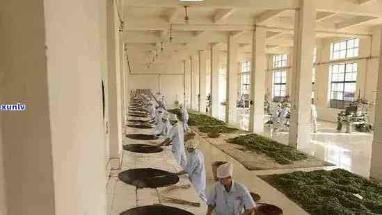 班章老寨茶厂：传承与创新并重的茶叶生产基地正式成立
