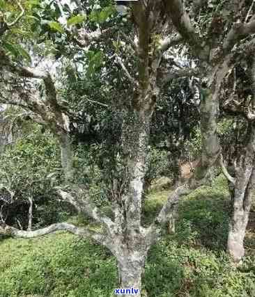 老班章村的古茶树价格：千年茶叶的珍贵价值