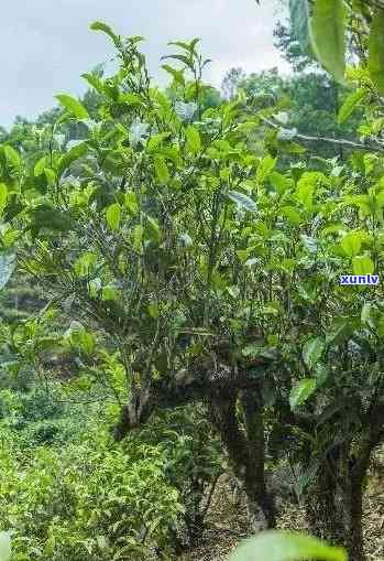 探寻布朗山老班章古树茶的神韵与魅力