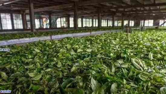 探寻勐海县老班章茶厂：品味普洱茶之源的传奇魅力