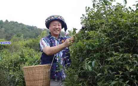 普洱凤凰山古树茶：探寻其独特的口感与风味