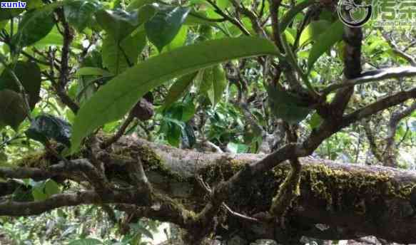 凤凰古树茶价格多少钱一斤？探秘凤凰古树茶的山头来源与独特特点