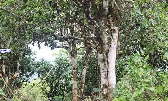 根普洱速溶茶价格-根和普洱的功效