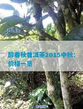 2015年份醉春秋普洱茶：中秋佳节的绝佳选择