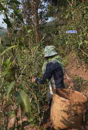 2014年份醉春秋如故普洱茶：品味岁月沉淀的魅力