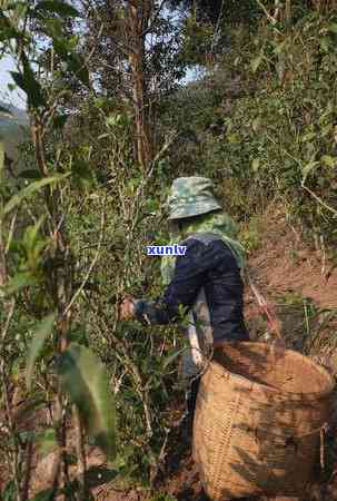 2014年份醉春秋如故普洱茶：品味岁月沉淀的魅力