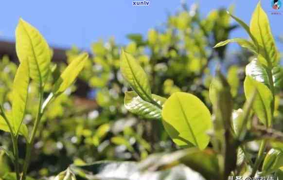 普洱茶小叶种的特点：产区、比较与云南茶区概览