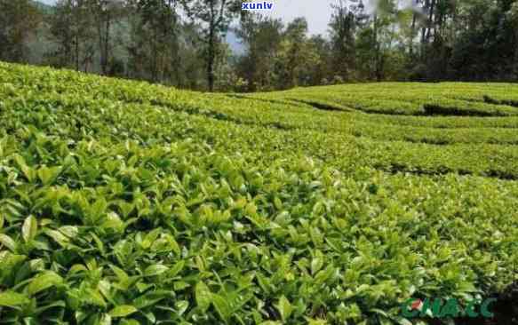 探秘普洱茶中小叶种的独特魅力