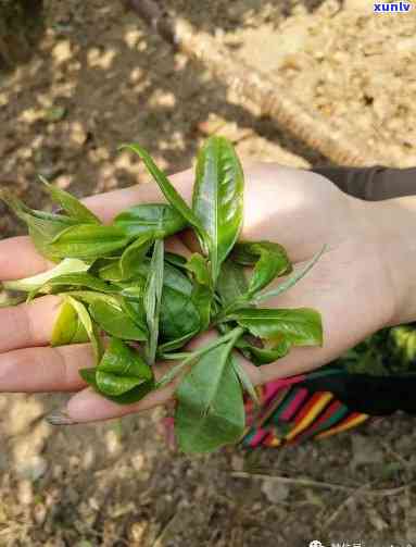 探秘普洱茶中小叶种的独特魅力