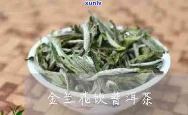 探究金兰普洱茶的独特风味与品质