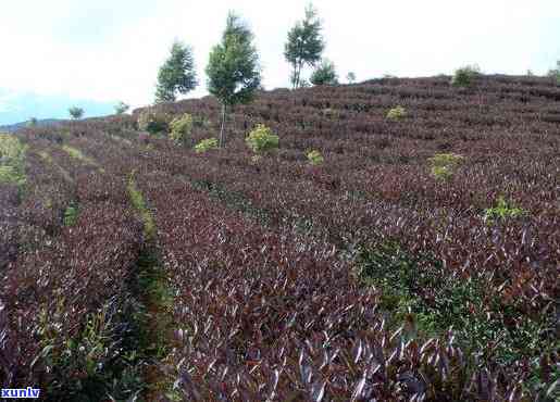 普洱紫娟茶全芽价格多少一斤