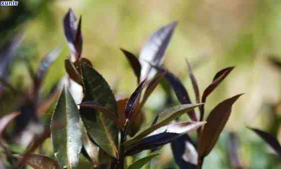 普洱茶紫娟的特点和口感：融合品质与风味