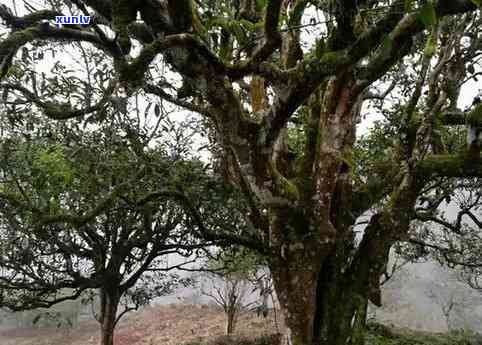 天月普洱茶92年熟普-云南古树版2006价格查询-官方博物馆网站