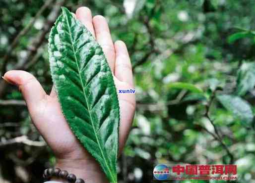 探寻珍稀天月92年野生大叶普洱茶的独特魅力